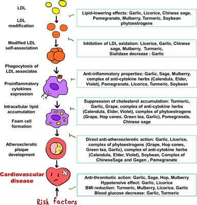 Medicinal Plants as a Potential and Successful Treatment Option in the Context of Atherosclerosis